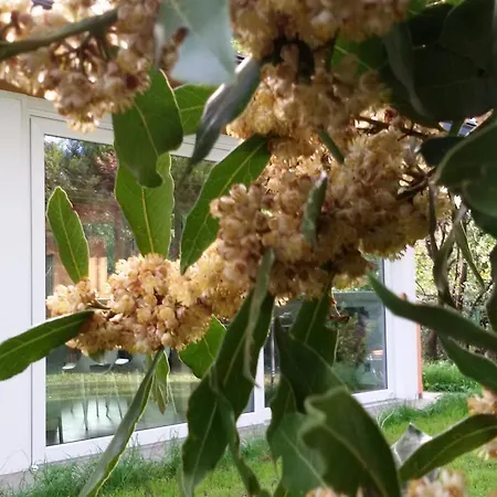 Marigold * Merate