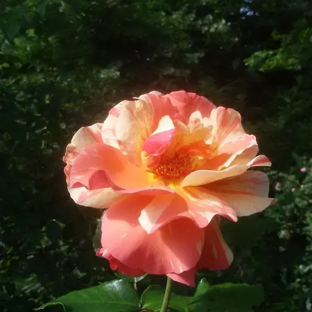 Bed & Breakfast Marigold Merate